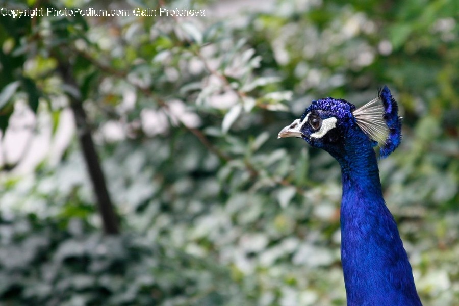 Bird, Animal, Peacock