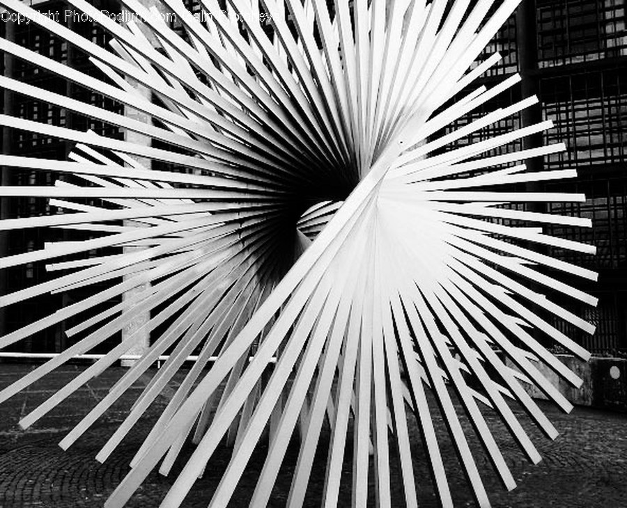Animal, Bird, Lighting, Urban, Spiral