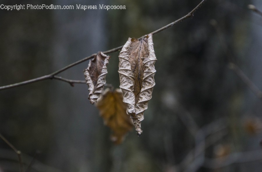 Nature, Outdoors, Ice, Snow, Frost