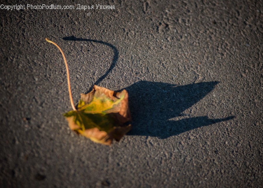 Plant, Leaf, Insect, Animal, Invertebrate