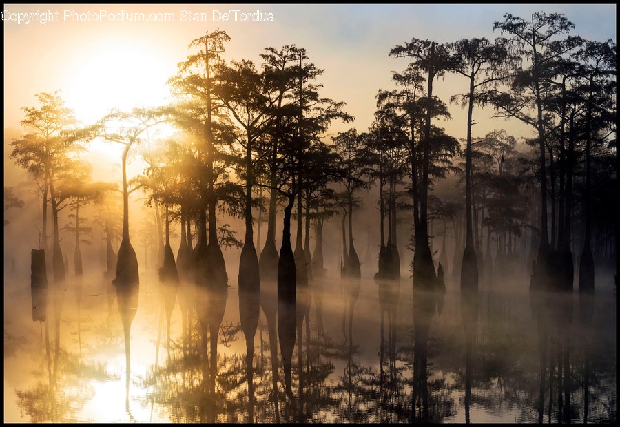 Outdoors, Land, Nature, Water, Swamp