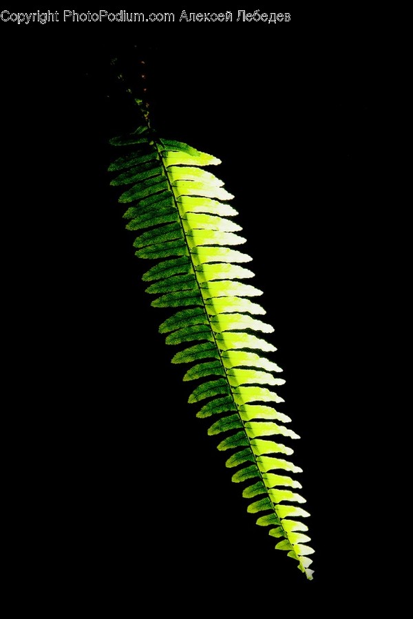Plant, Fern, Machine, Screw, Leaf
