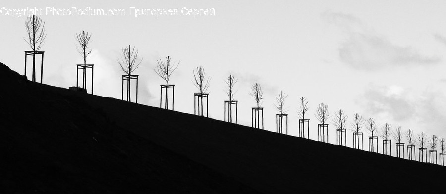 Silhouette, Nature, Plant, Tree, Building