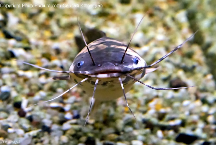 Insect, Invertebrate, Animal, Food, Seafood