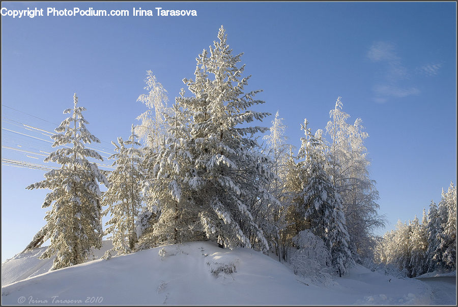 Conifer, Fir, Spruce, Wood, Plant, Tree, Landscape
