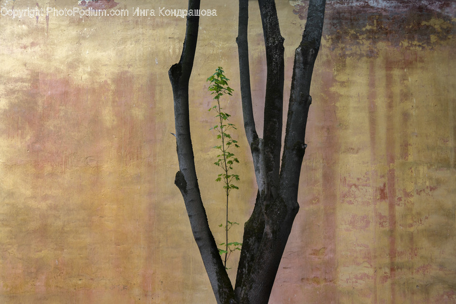 Plant, Tree, Tree Trunk, Rug, Wood