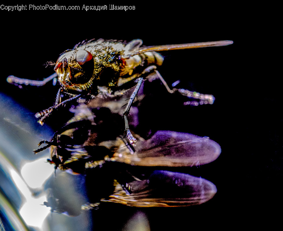 Honey Bee, Insect, Invertebrate, Bee, Animal
