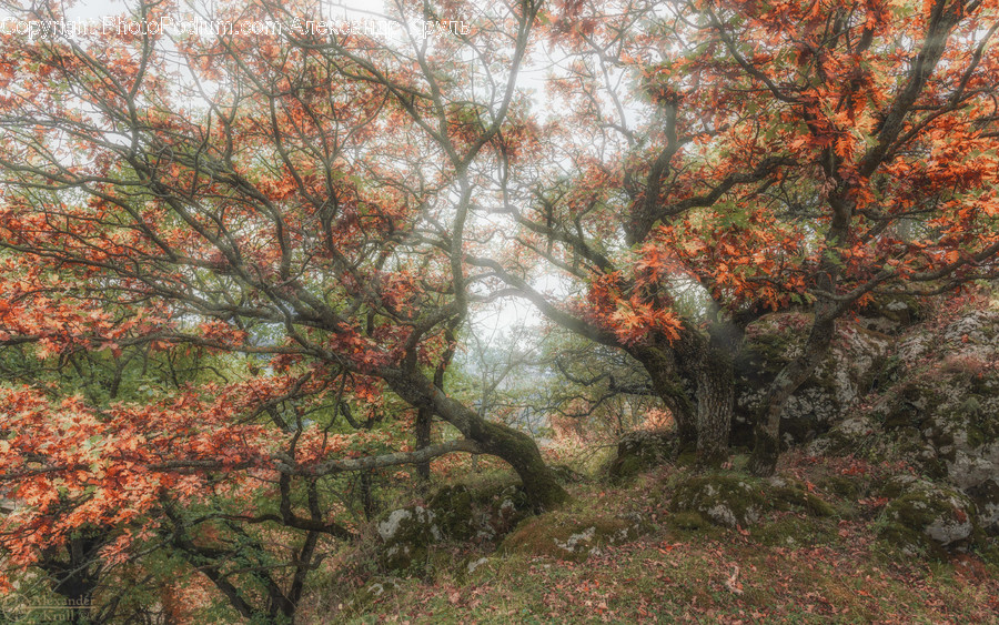 Plant, Tree, Tree Trunk, Maple, Leaf