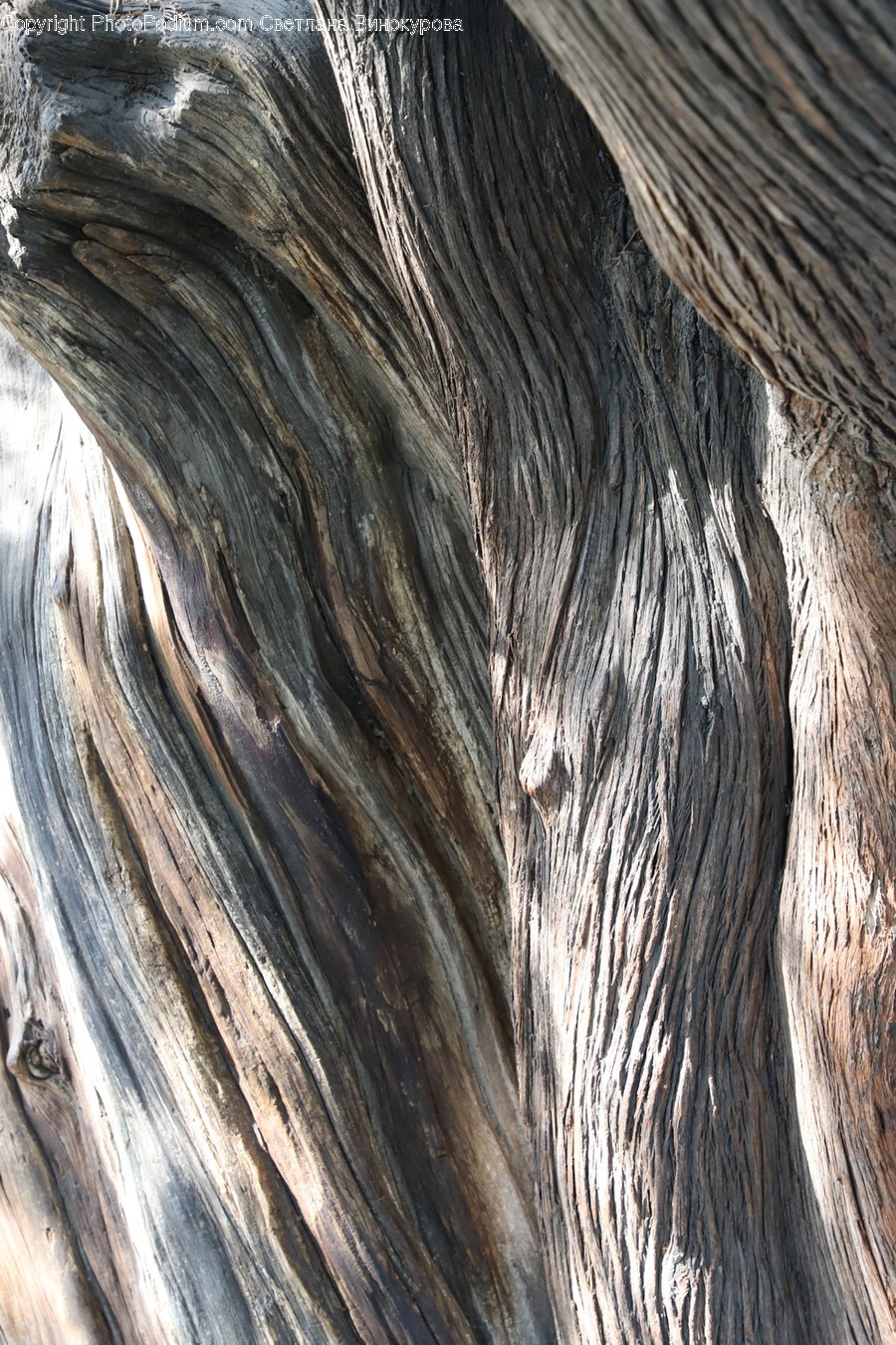 Plant, Tree, Wood, Tree Trunk, Rock