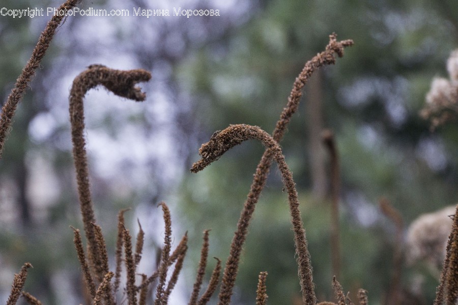 Grass, Plant, Lizard, Animal, Reptile