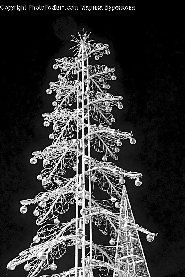 Plant, Tree, Outdoors, Nature, Ornament