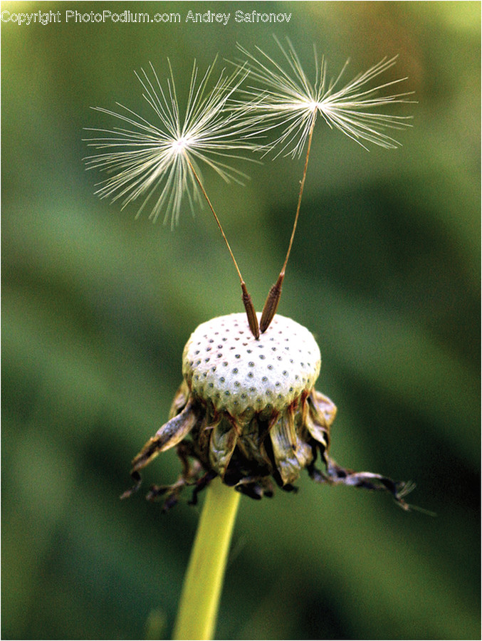 Plant, Flower, Blossom, Dandelion, Arachnid