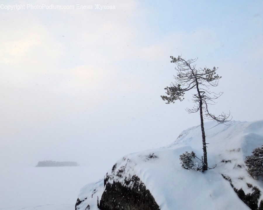 Nature, Outdoors, Snow, Plant, Tree