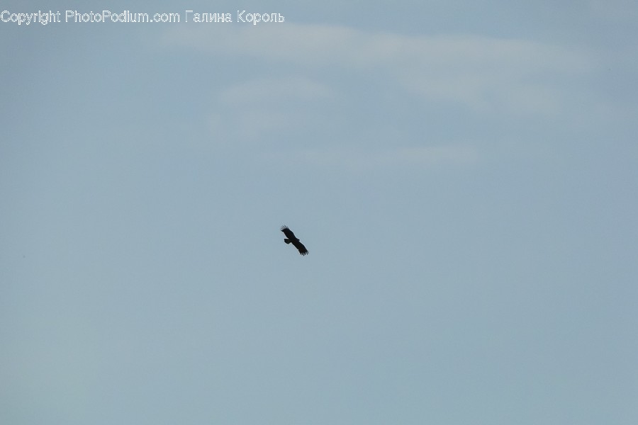 Flying, Animal, Bird