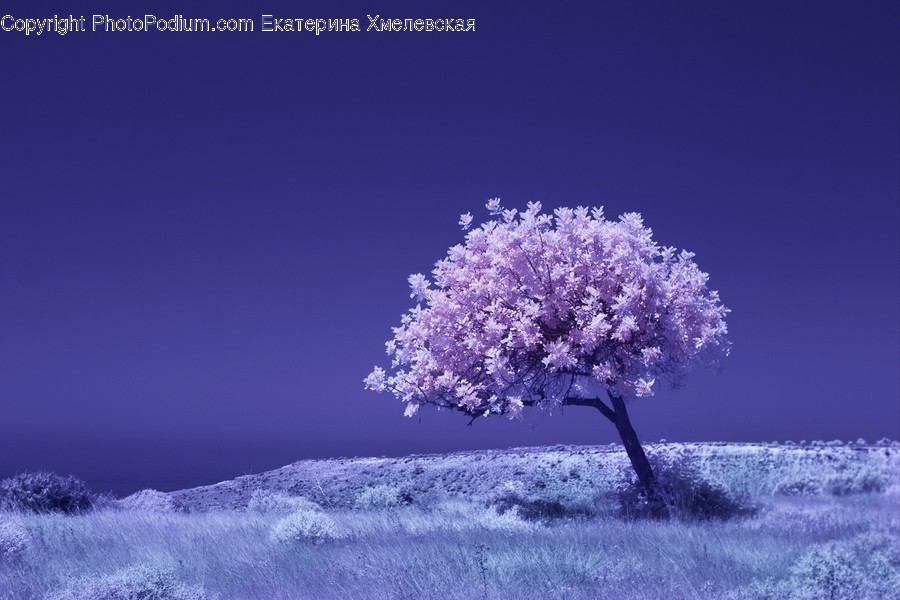 Plant, Tree, Nature, Outdoors, Flower