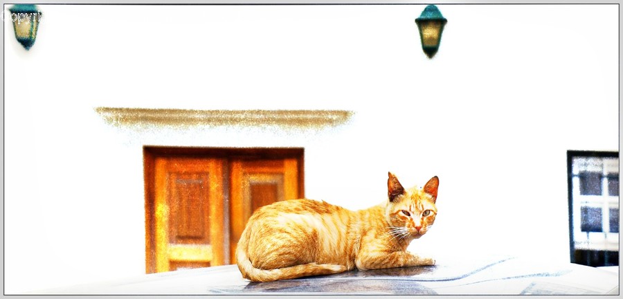 Cat, Mammal, Animal, Pet, Manx