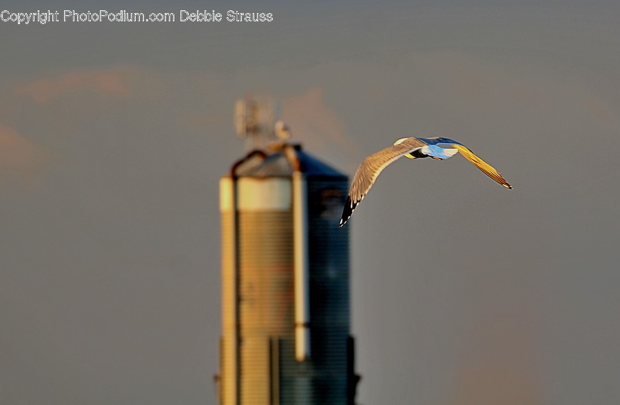 Animal, Bird, Flying, Seagull, Hawk
