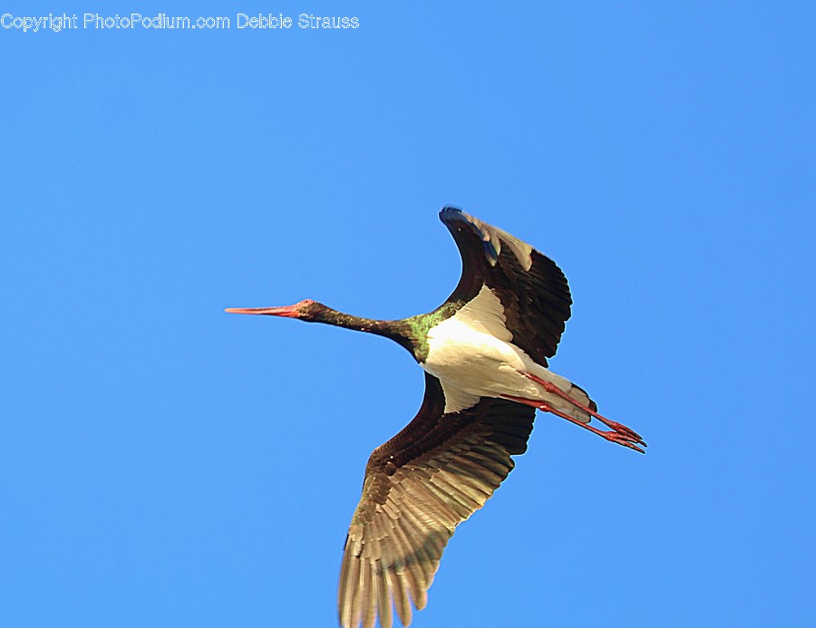 Animal, Bird, Stork, Waterfowl, Flying