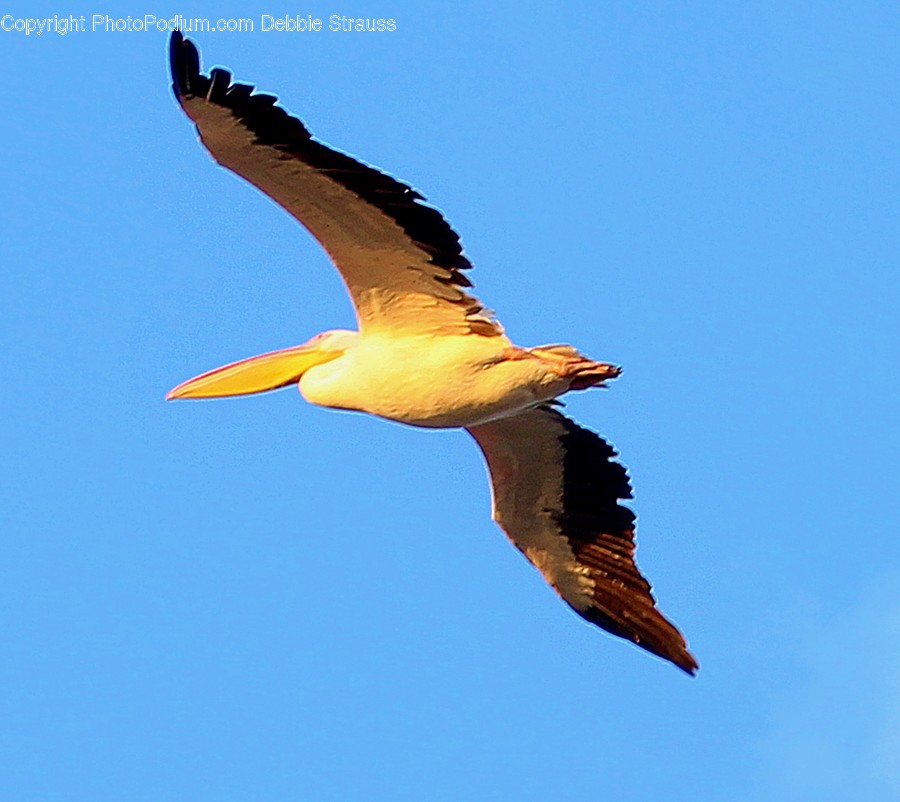 Bird, Animal, Flying, Stork, Beak