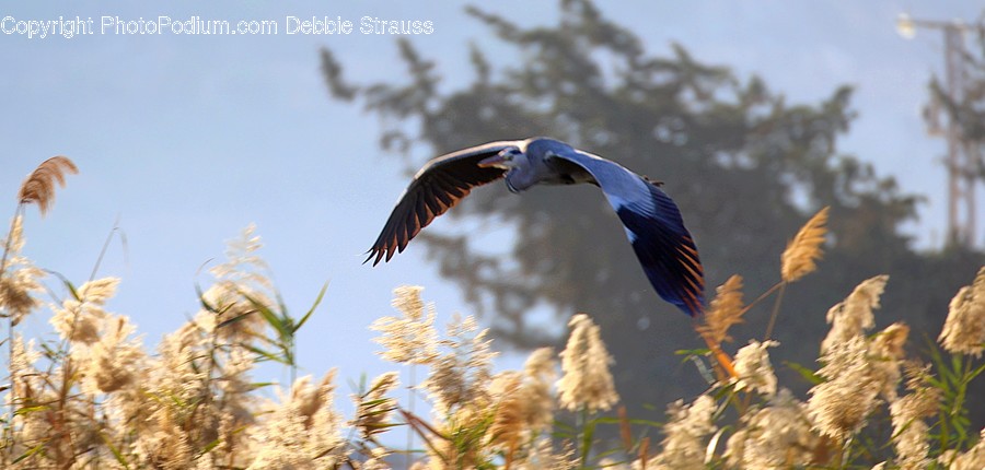 Bird, Animal, Plant, Grass, Flying