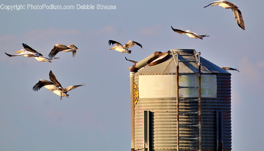 Bird, Animal, Flying, Flock, Seagull