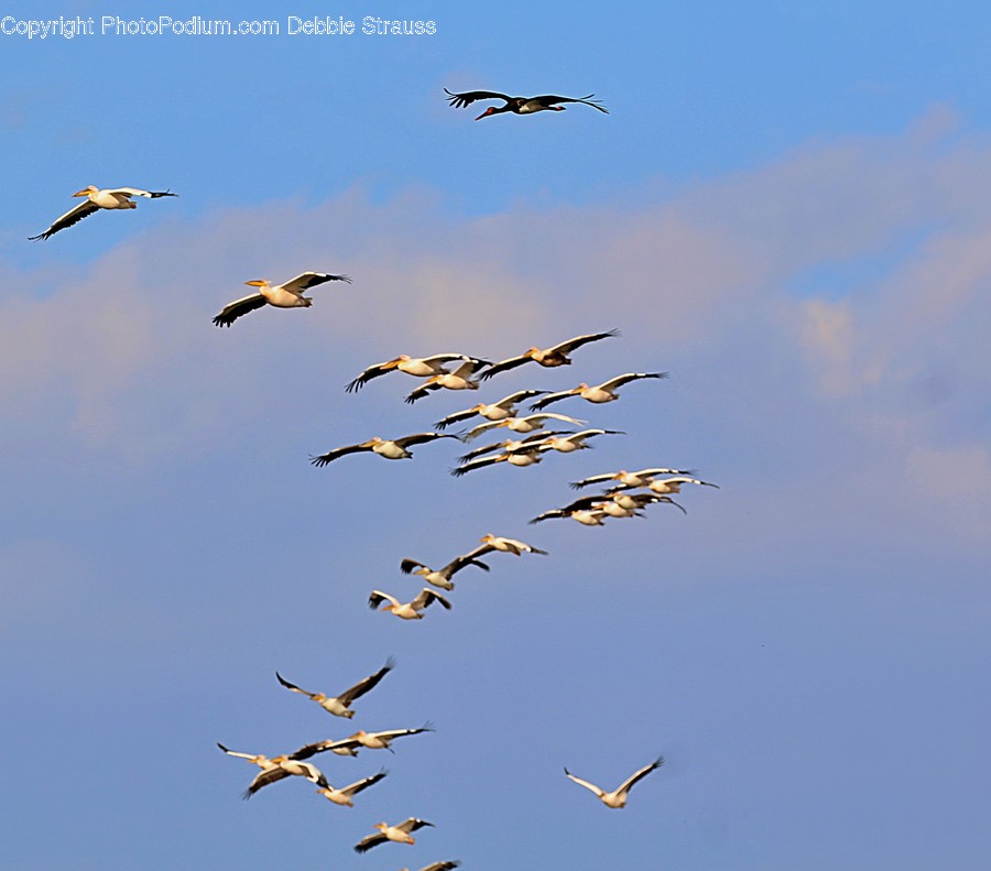 Animal, Flock, Bird, Flying