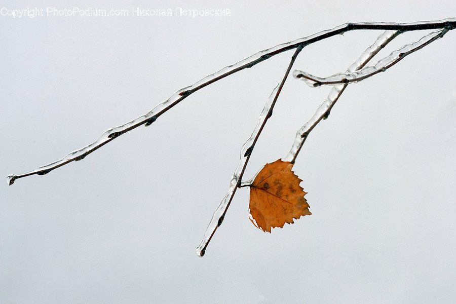 Leaf, Plant, Tree, Veins, Grass