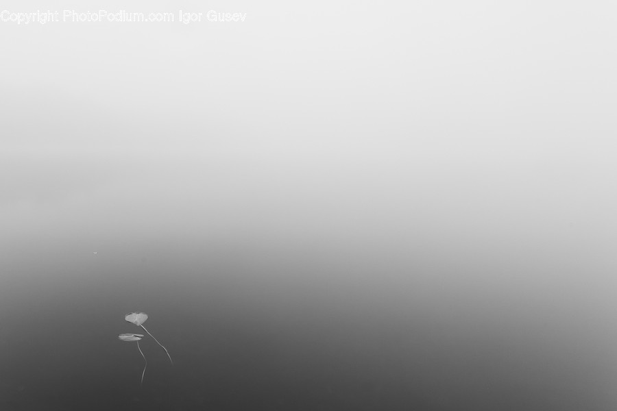 Animal, Bird, Gray, Silhouette