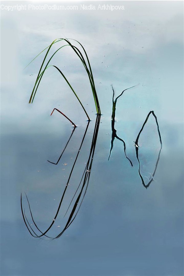 Plant, Grass, Water, Nature, Outdoors