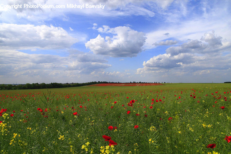 Field, Grass, Grassland, Meadow, Outdoors, Pasture, Blossom