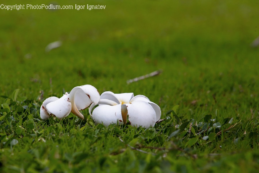 Plant, Grass, Petal, Flower, Blossom