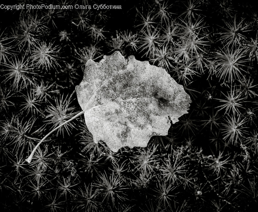 Plant, Leaf, Nature, Outdoors, Ice