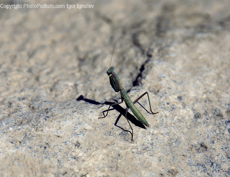 Animal, Insect, Invertebrate, Cricket Insect, Ground