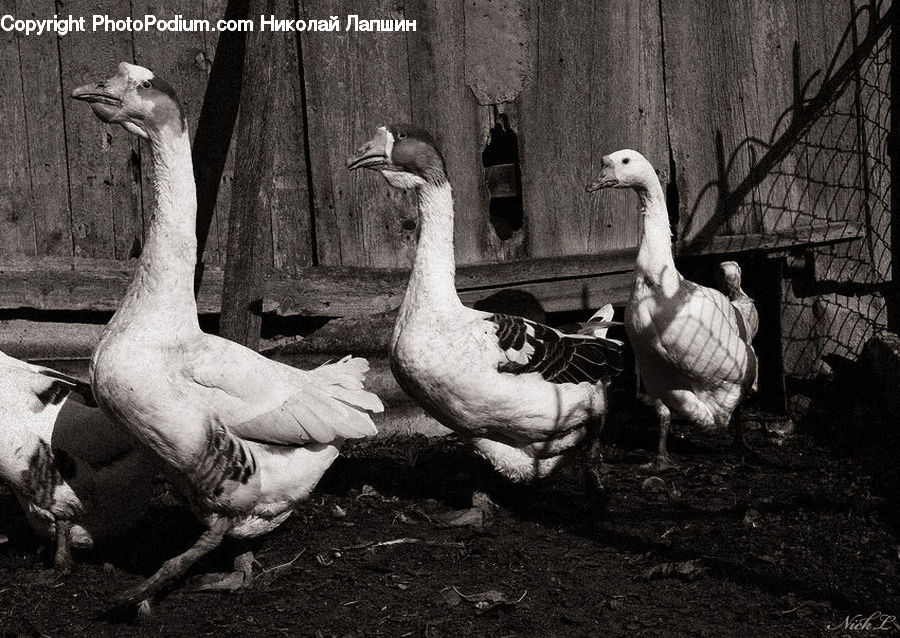 People, Person, Human, Bird, Waterfowl, Booby, Goose