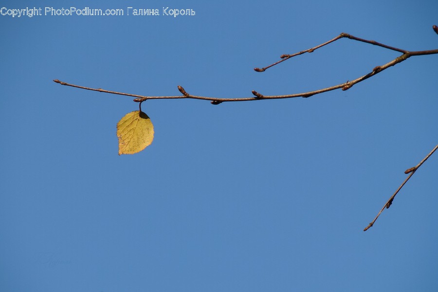 Veins, Leaf, Plant, Bird, Animal