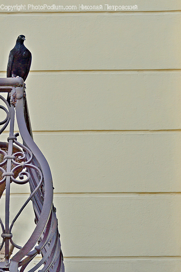 Bird, Animal, Banister, Handrail, Railing