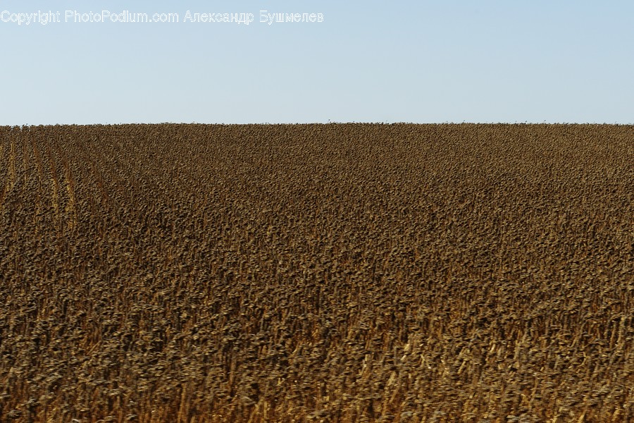 Soil, Sand, Nature, Outdoors, Dune