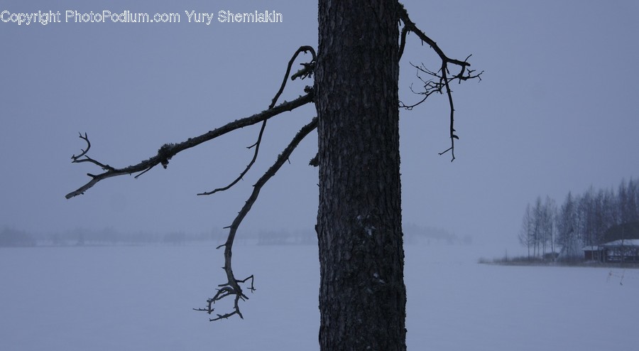Plant, Tree, Bird, Flying, Animal