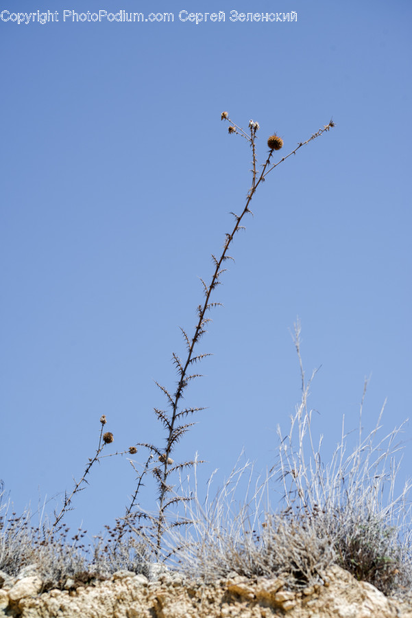 Grass, Plant, Bird, Animal, Lawn