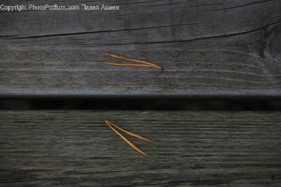 Wood, Hardwood, Text, Plywood, Droplet