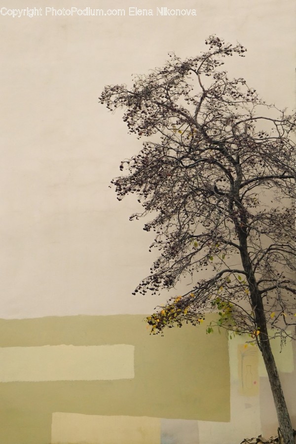 Tree, Plant, Tree Trunk, Nature, Weather