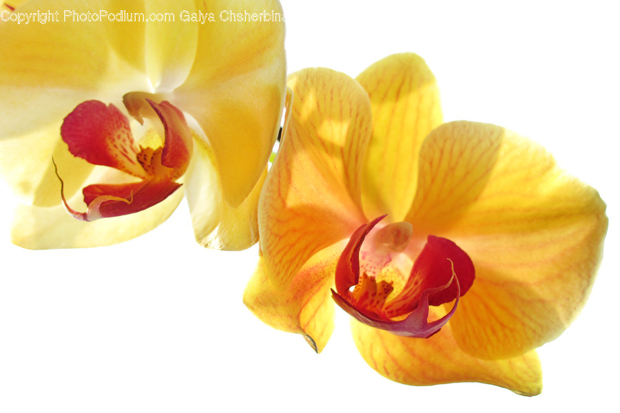 Plant, Flower, Blossom, Orchid, Petal