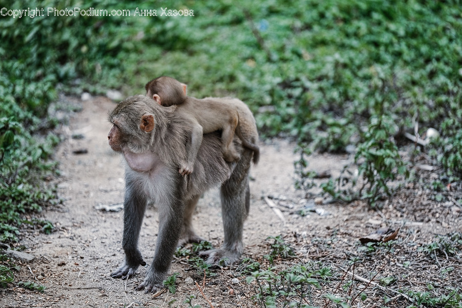 Animal, Wildlife, Mammal, Monkey, Baboon