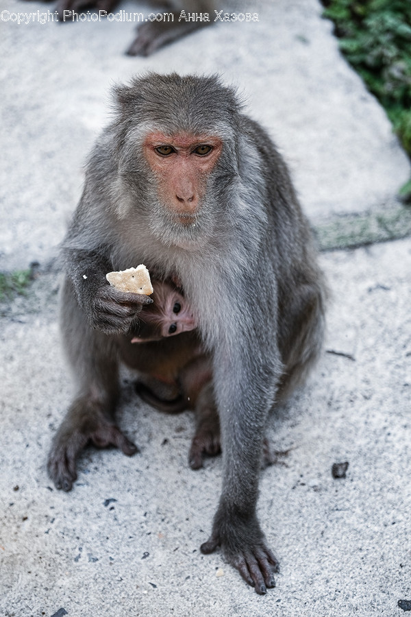Monkey, Wildlife, Baboon, Animal, Mammal