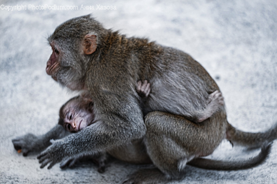 Monkey, Animal, Mammal, Wildlife, Baboon