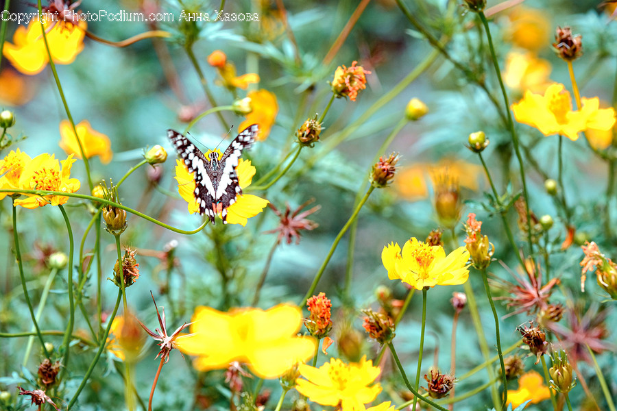 Plant, Pollen, Animal, Blossom, Flower