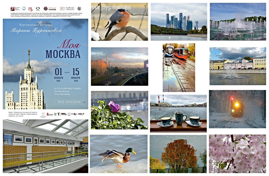 Collage, Advertisement, Poster, Bird, Animal