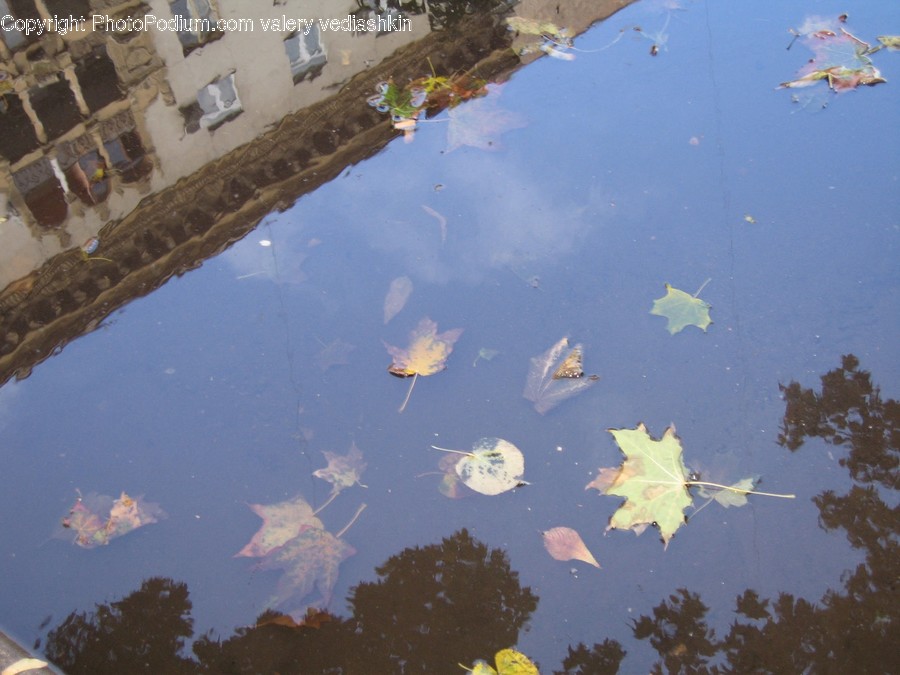 Plant, Leaf, Tree, Puddle, Maple Leaf