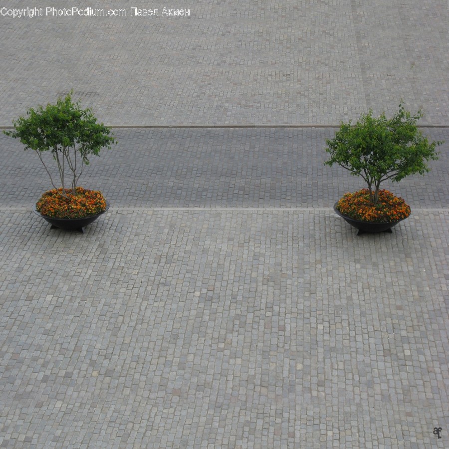 Plant, Vase, Potted Plant, Jar, Pottery