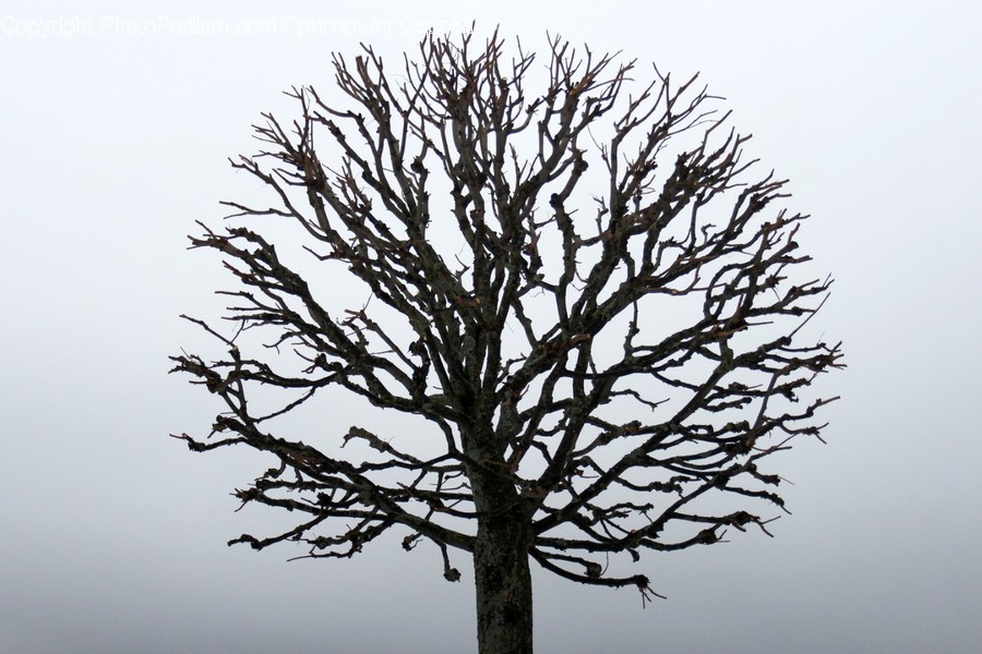 Tree, Plant, Tree Trunk, Oak, Bird